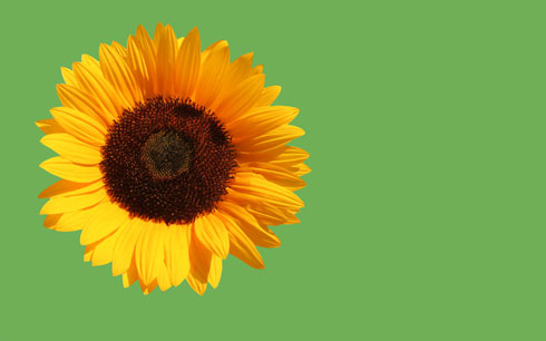 Create sunflower themed wallpaper in Adobe Photoshop CS4
