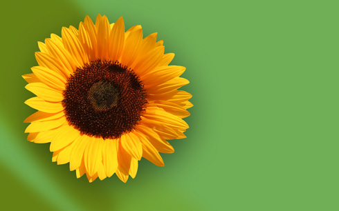Sunflower Wallpaper | Photoshop Tutorials @ Designstacks