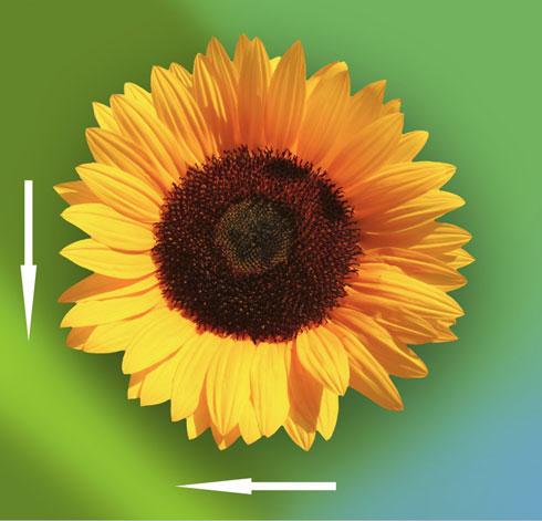 Create sunflower themed wallpaper in Adobe Photoshop CS4