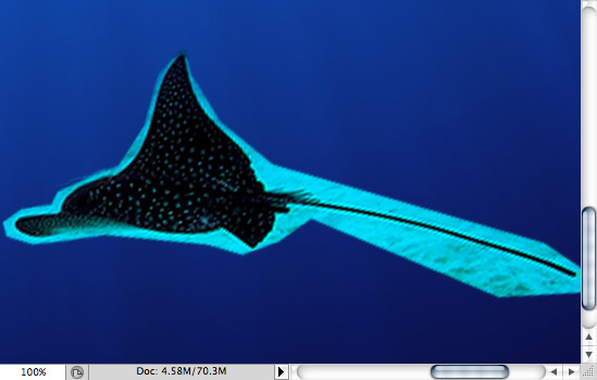Spotted Eagle Ray - making of - Step 20